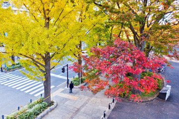 Although famous for its bright yellow leaves, Yamashita Park is also home to many other pretty colors