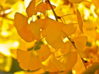 Beberapa daun kuning yang menjadikan Taman Yamashita populer