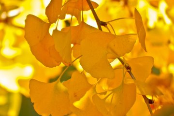 Just some of the bright yellow leaves which Yamashita Park is especially famous for