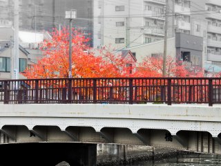 Close to the southern end of the river near Sakuragicho, you will see the first of several trees covered in their bright red autumn foliage