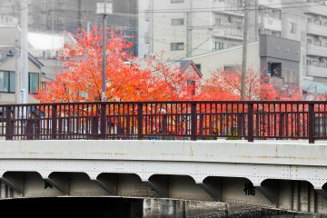 <p>Close to the southern end of the river near Sakuragicho, you will see the first of several trees covered in their bright red autumn foliage</p>