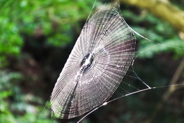 <p>Close encounters of the eight legged kind! The first of many large spider webs which, for some reason, can be found in abundance along Mount&nbsp;Takao&rsquo;s slopes</p>