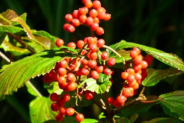 <p>These wild berries were the first of many interesting plants found along the route to Kobotoke-Shiroyama</p>