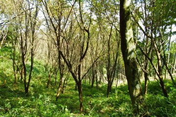<p>At certain parts of the route, the forest became very dense</p>