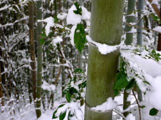 Small amounts of snow piled on the joints of the bamboo stems