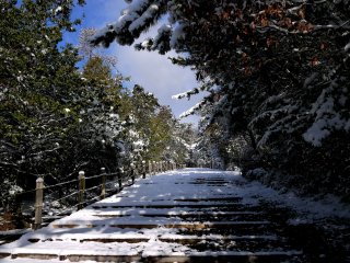 Snow turns this path into a beautiful winter scene