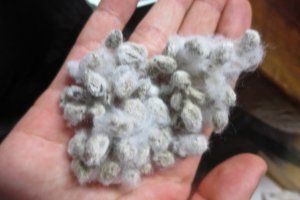 Sementes de algodão depois do processo de corte