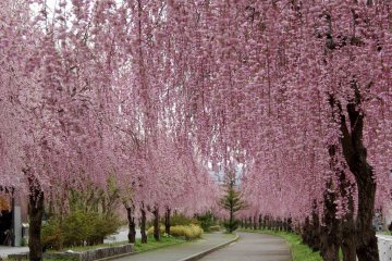 Weeping cherry trees during early April
