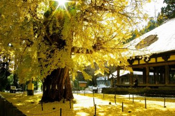A beautiful autumn tree in Fukushima
