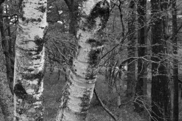 There seems to be no rhyme nor reason to where the birch grow here