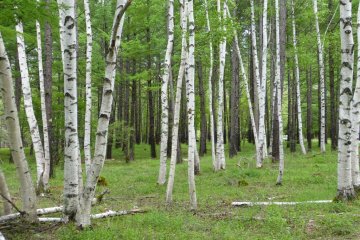 A crop of young birch