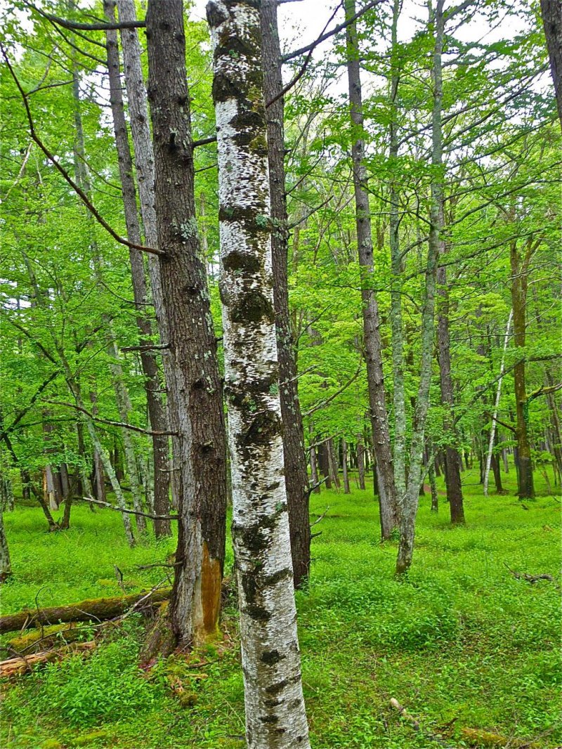 The whiteness of the birch contrasts nicely with the lush, green of  the forest