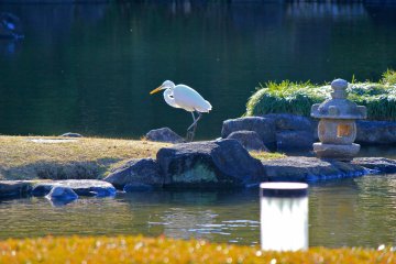 <p>Observe the white crane as it gently moves across the garden</p>