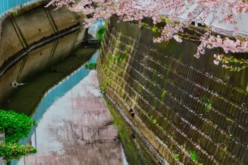 Cherry Blossoms at canal near our home