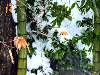 눈 덮인 대나무 숲에 있는 오렌지색 나뭇잎들