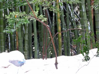 Bent over branches of trees in snow beside a bamboo grove inside Taichoji Temple grounds