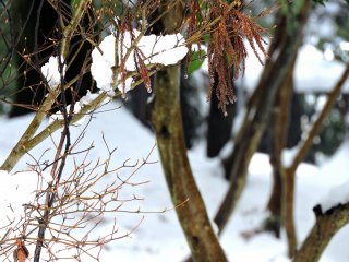 Salju yang meleleh jatuh dari batang pohon di Kuil Taichoji