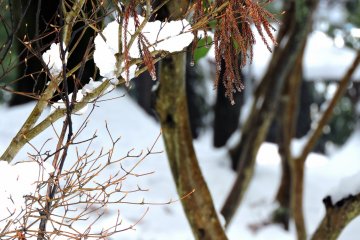 <p>Melting snow dripping from a tree branch at Taichoji Temple</p>