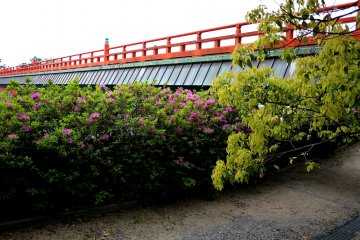 <p>Azaleas blooming below the red pedestrian bridge</p>
