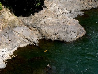 Những chú cá koi màu cam bơi lượn trong lòng sông