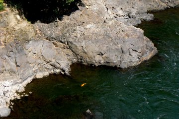 <p>Orange koi swimming in the river</p>