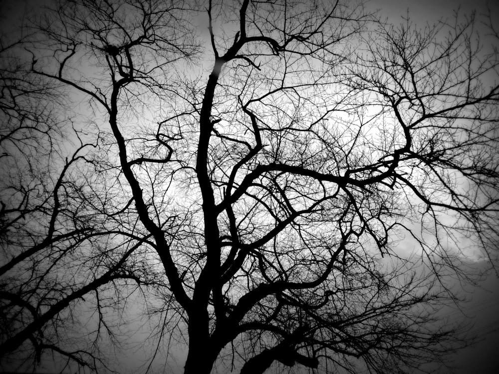 Pepohonan ceri menyebarkan dahan telanjangnya menghadap langit