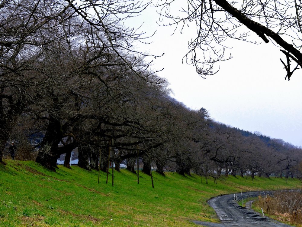 &#39;1000 Pohon Ceri Dalam Sekejap&#39; yang terkenal sepanjang Sungai Shiroishi terlihat di pertengahan musim dingin