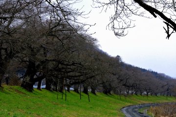 <p>В разгар зимы видна знаменитая достопримечательность Сироисигавы &laquo;Тысяча деревьев сакуры в одном взгляде&raquo;.</p>
