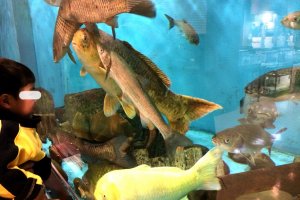 1階奥の水槽では、大きな魚たちがイキイキと泳いでいます。かわいらしいミドリガメやザリガニ、スッポンなどもおり、子どもにも人気のスポットです。埼玉県の天然記念物に指定されている「ムサシトミヨ」も見られます。