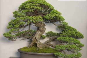 五葉松　銘「千代の松」　大宮盆栽美術館の中でも最大級の盆栽