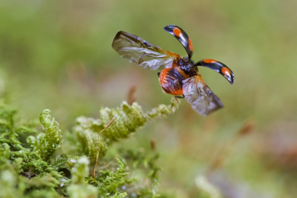 A ladybug about to alight from moss