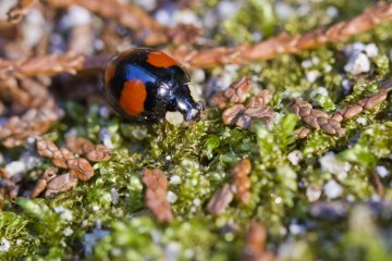 <p>The ladybug out for a walk near the shrine</p>