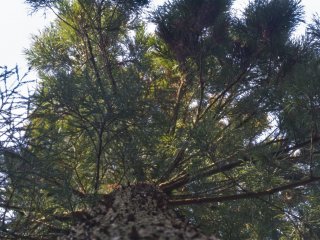 Looking up a sugi, or Japanese cedar