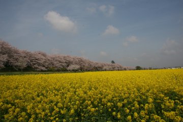Цветение сакуры в парке Гонгэндо