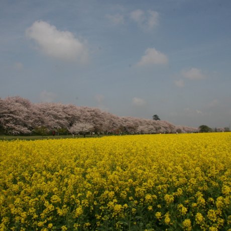 Цветение сакуры в парке Гонгэндо