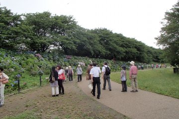 В июне расцветают гортензии. Когда-то они были высажены волонтерами в центральной части парка. Сегодня в Гонгендо произрастает почти  16 000 кустов гортензий ста различных сортов.