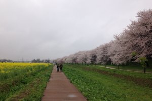 堤には桜。河川敷には菜の花。まっすぐ道を歩くだけでも楽しい。