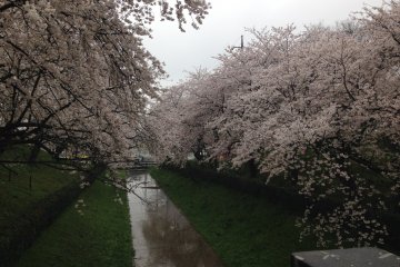 Сакура в период цветения производит очень сильное впечатление, поражая своей красотой.  