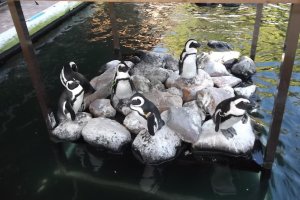 Beberapa pinguin yang tampak sedang tidak berminat dengan air