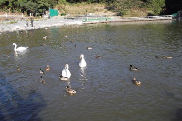 <p>Ducks and swans enjoying the sunshine</p>