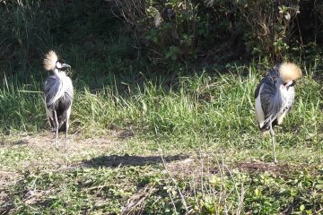 <p>Secretary birds? I&#39;m not sure what these are</p>