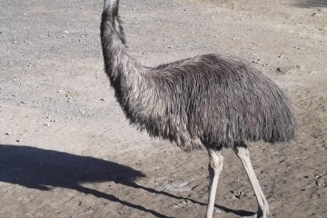 <p>Emus!</p>
