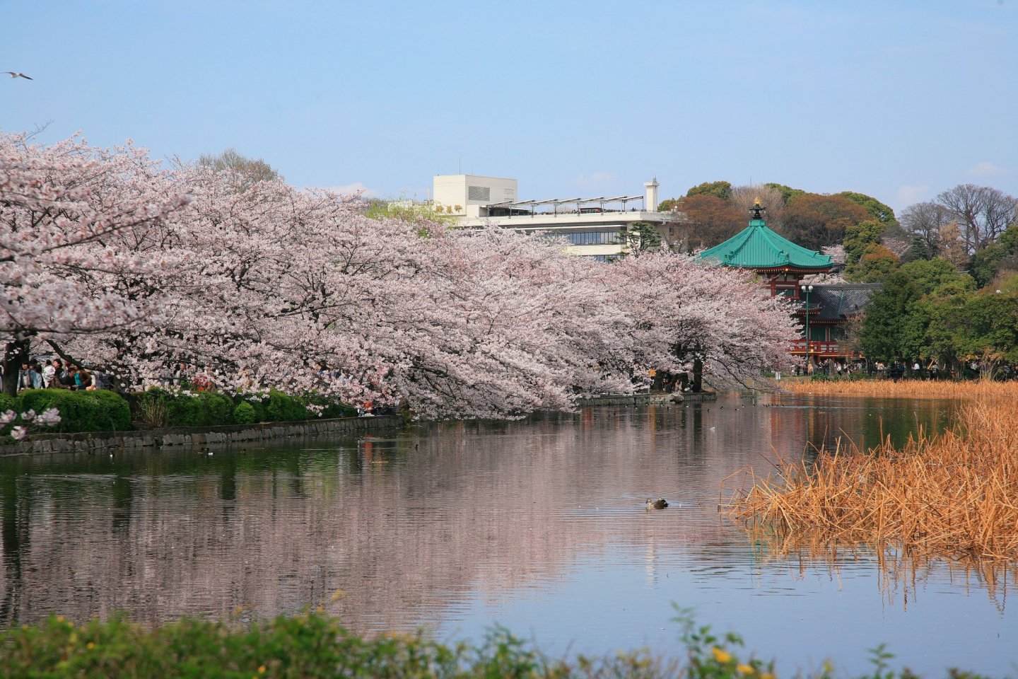 Цветение сакуры вокруг озера в парке, зозле станции Уэно