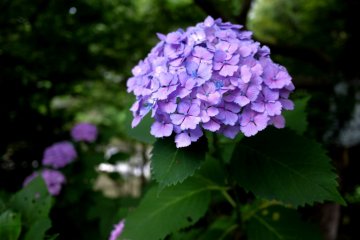 Sanzen-in in Oh is somewhat famous for hydrangeas