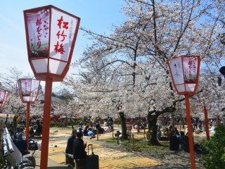 Having lunch under cherry blossoms at Maruyama Park
