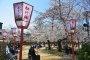 Tempat Melihat Sakura di Kyoto