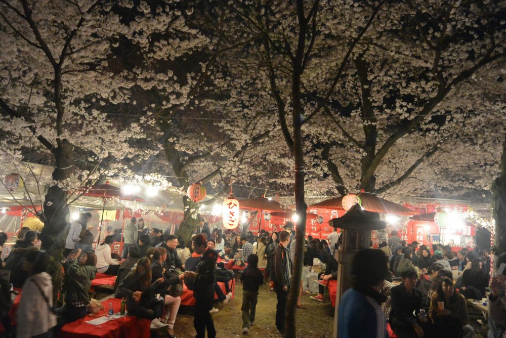 Having dinner under cherry blossoms at Hirano Jinja