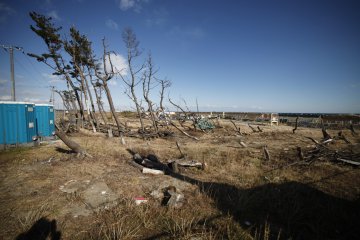 <p>Now the area is just a grassy field. Bent trees caused by the tsunami still linger</p>