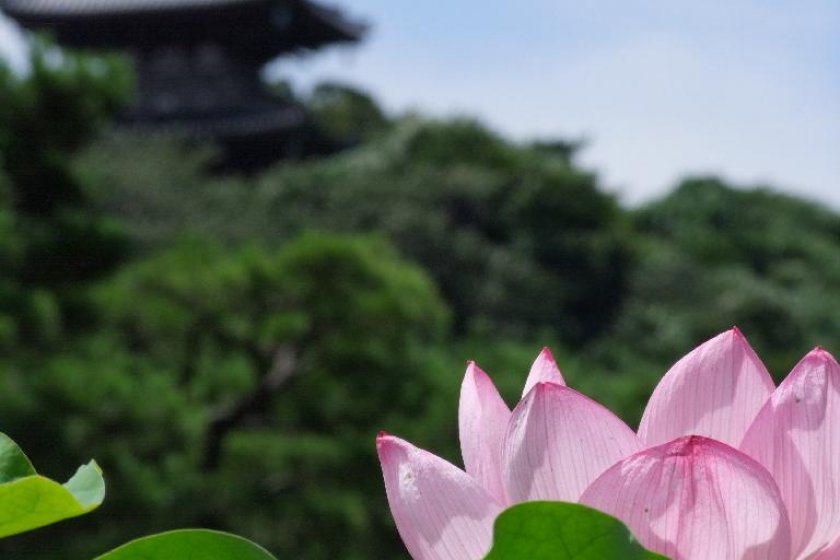 The Sankei-En Pagoda during lotus season