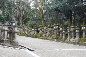 The stone lanterns of Kasuga Taisha